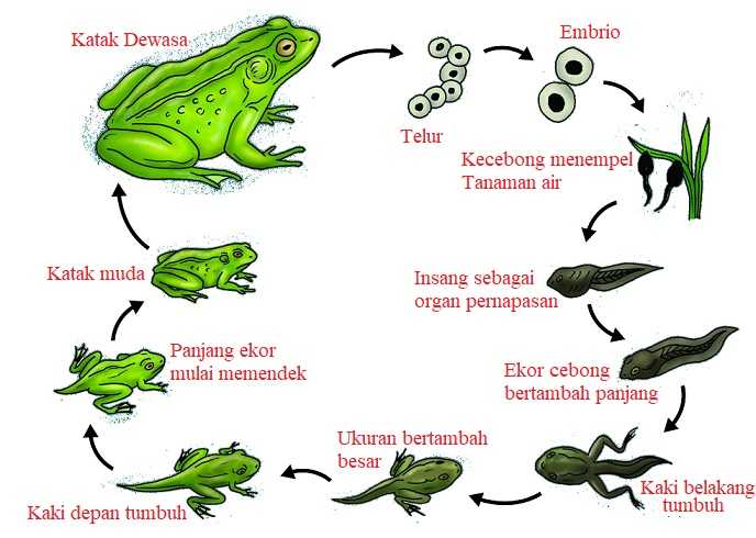 Gambar daur hidup katak