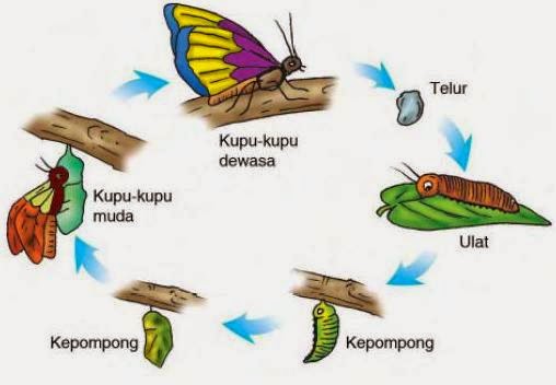 Tahapan Daur Hidup Kupu-Kupu