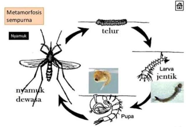 Urutan Daur Hidup Nyamuk