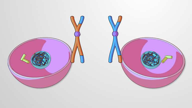 Tahap Pembelahan Meiosis