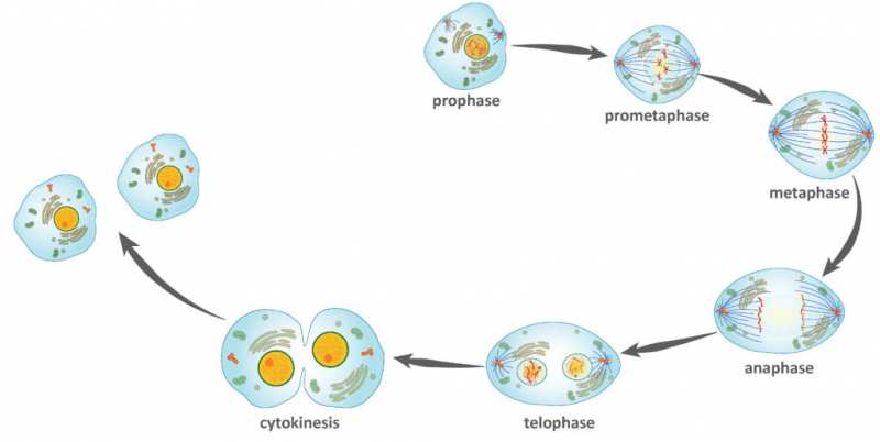 Tahap Pembelahan Mitosis