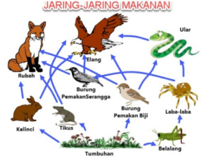 Kunci Jawaban Tema 5 Subtema 3 PB 1 Kelas 5