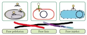 Jawaban Ilmu Pengetahuan Alam SMA Kelas X Ayo Cek Pemahaman tentang Virus