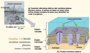 Jawaban Biologi SMA Kelas XI Aktivitas 1.10