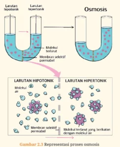 Jawaban Biologi SMA Kelas XI Aktivitas 2.6