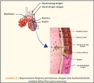 Jawaban Biologi SMA Kelas XI Aktivitas 2.13