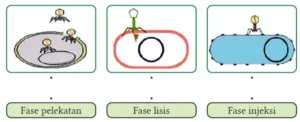 Jawaban Ilmu Pengetahuan Alam SMA Kelas X Ayo Cek Pemahaman tentang Virus